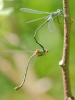 J15B0047 Lestes sponsa pair